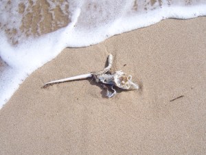 Life's tough enough without being an idiot (author's photo)