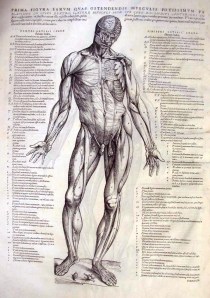 The Fabric of the Human Body, by the great Andreas Vesalius